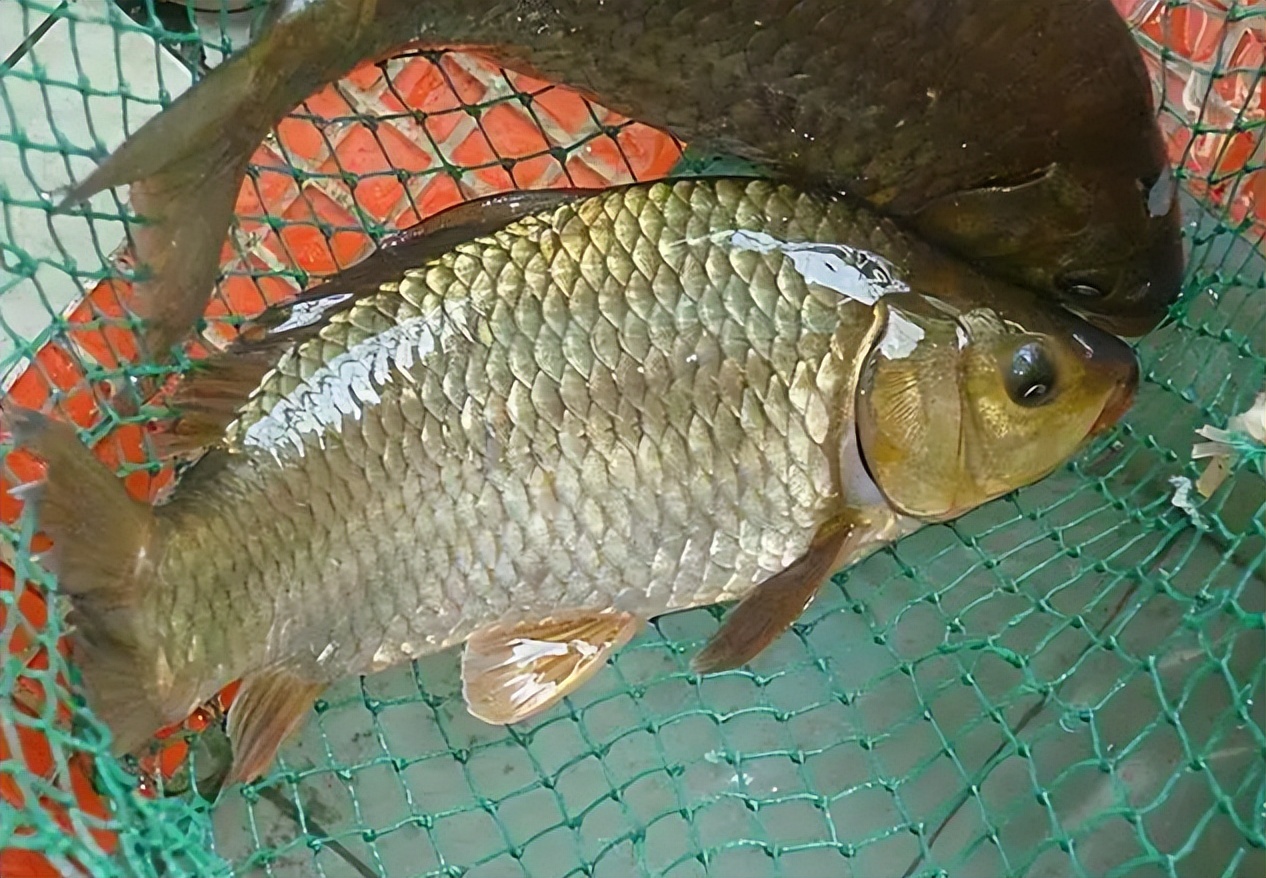 |春季野钓想“爆护”，只需掌握4个“密码”，让你渔获满满