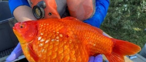 世界最大!英国男子钓到71斤金鱼,但并非一条“正常”的,为何?
