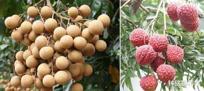 生殖隔离失效了吗?科学家培育出龙眼+荔枝的后代,有多罕见?