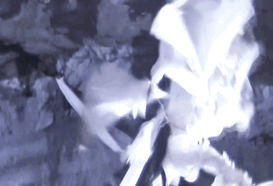 刘亦菲|神仙姐姐刘亦菲捡了11年流浪猫,如今她的千万豪宅里养了50只猫