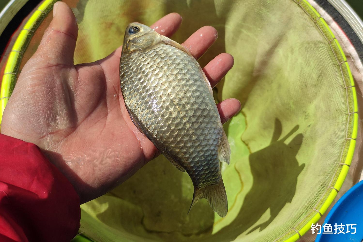 社交平台|冬季钓鱼,如何提高鱼饵的诱食效果?自制强效钓鱼诱食剂的方法