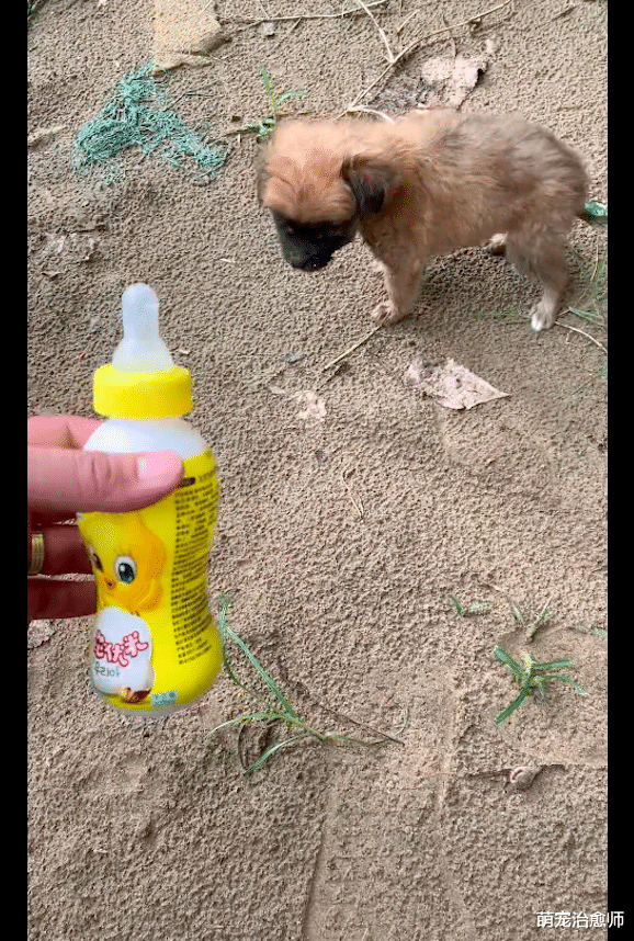 小狗被冻得四肢僵硬，男子将它抱上车吹空调，见证了生命的顽强！