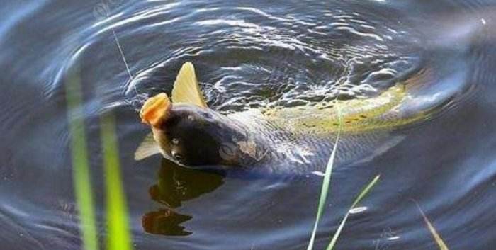 饵料|在秋季钓大鱼时,别犯这3个错误,它很有可能让你空手而归