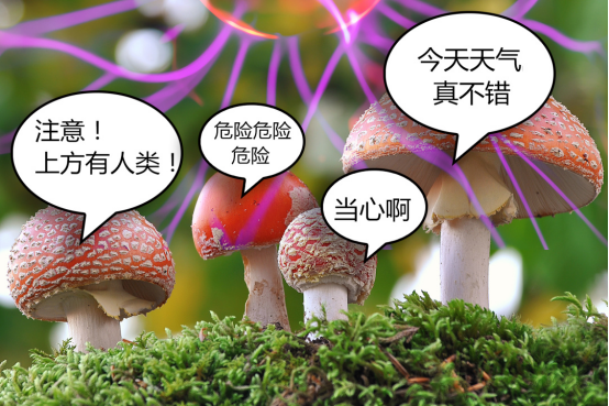 英国科学家的新研究表明,蘑菇间也有“交流”?太不可思议了