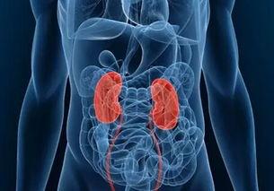 黄柏|11岁女孩患肾衰竭,医生惋惜:拿这玩意儿当水喝,肾脏怎能受得了