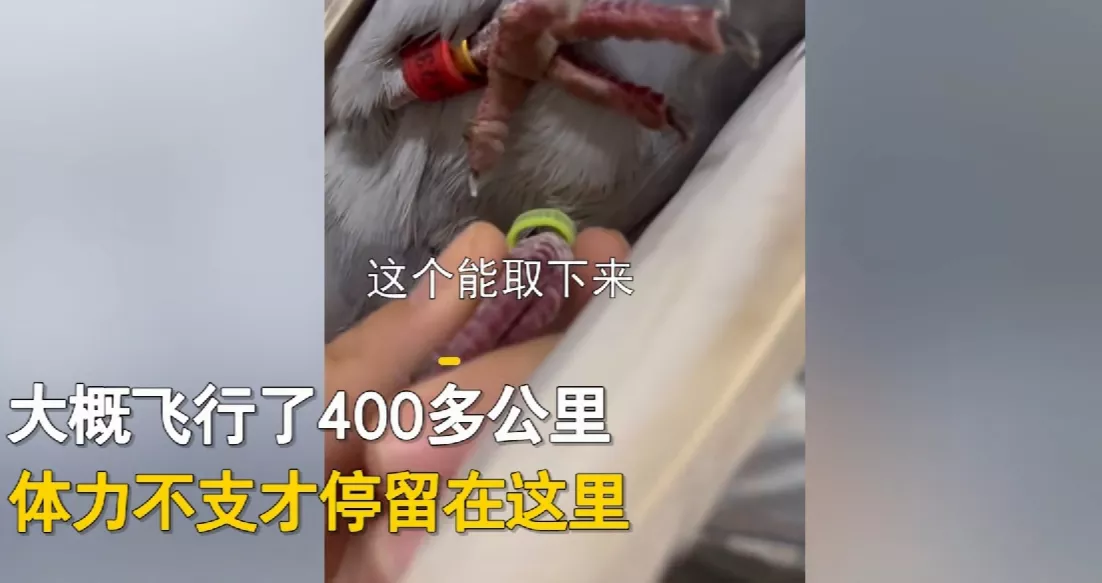 江苏淮安,一女子发现自己家窗台飞来一只信鸽,以为是歇脚,没想到鸽子停留一个多小时