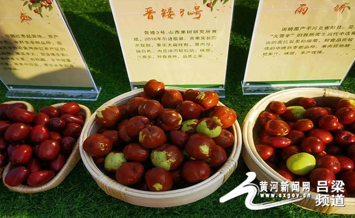 在线旅游|中国·碛口第七届“枣儿红了”红枣旅游文化节暨2022年农民丰收节开幕