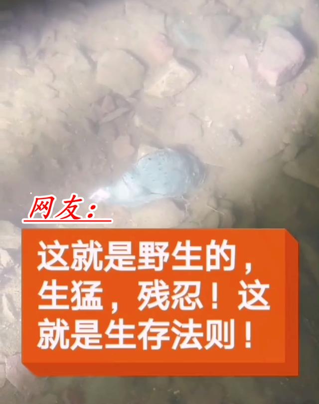 长江|20秒吃3条鱼！男子夜钓拍到罕见的甲鱼捕食画面，网友：叹为观止