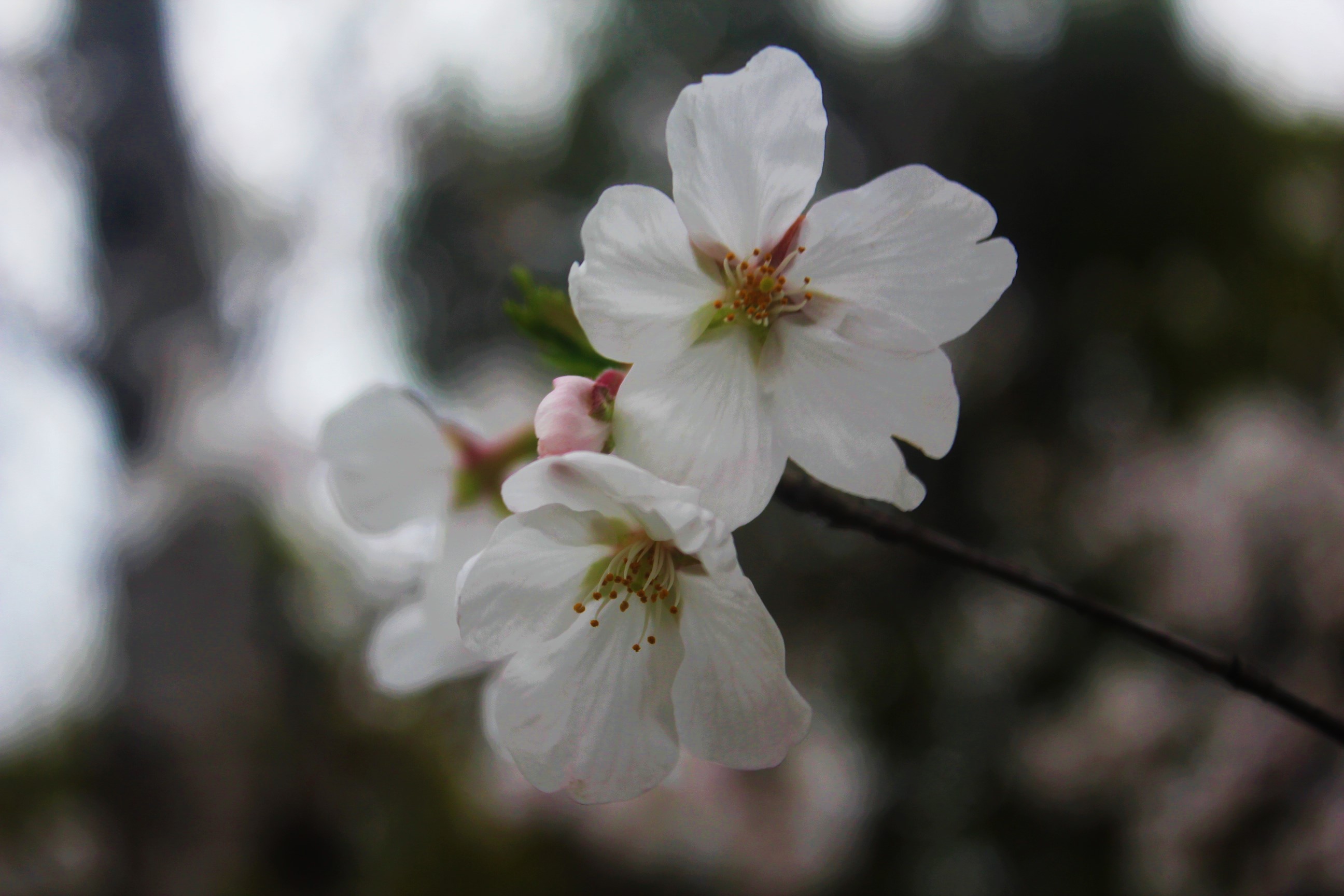 福州|要赏樱花，在我家门口就可以了！