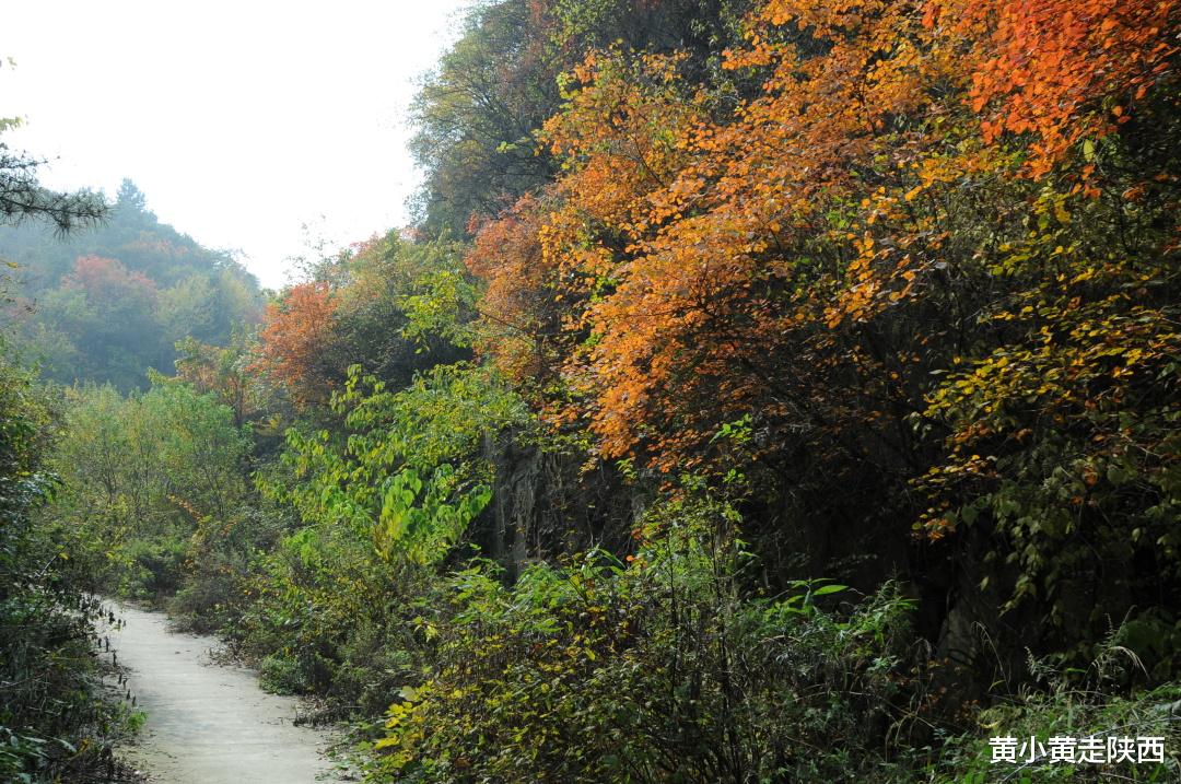 自驾|承包一整个山谷的绚烂秋色！就在西安周边，自驾可达0门票！