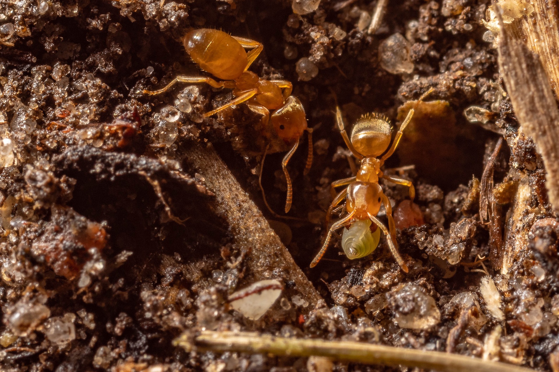 为什么说蚂蚁是地球上进化得最成功的生物?它们不仅会种地,还会放牧