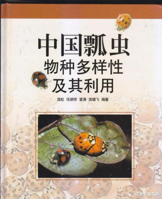 我们拍摄了瓢虫们从高处坠落的过程,惊讶地发现一只“跳楼勇士”