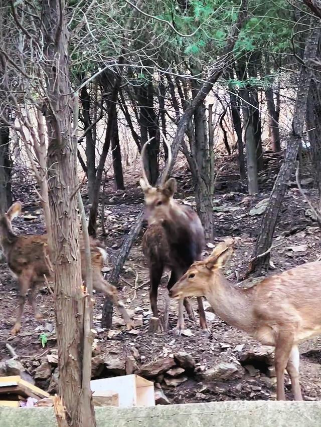 大连|跟钓鱼人有仇?大连市区频现野生梅花鹿,多名钓鱼人被拱