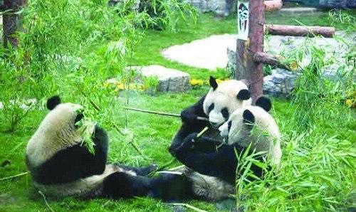 野生大熊猫有无可能自行迁徙到邻国,成为非中国独有物种?