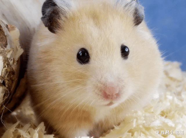 |贵人指点找对方向，生肖鼠借住身边大好机会，在职场乘风破浪