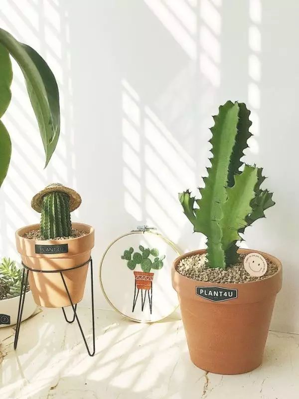 我没见过比这更完美的原木风了!惊呆众人!