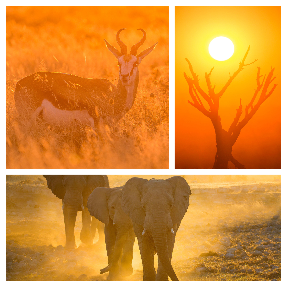 国家公园|纳米比亚的奇特风光