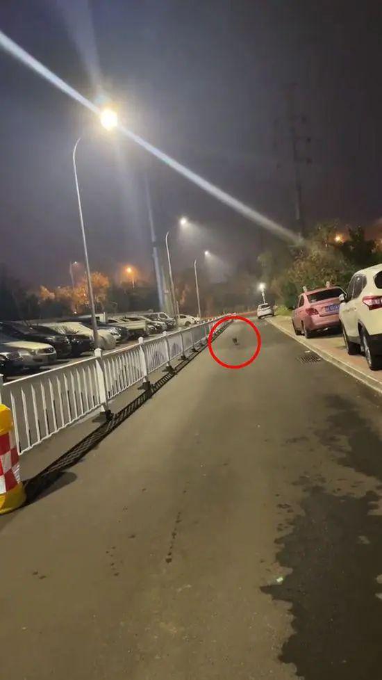 收养的流浪猫见主人喂其他流浪猫，吃醋到离家出走