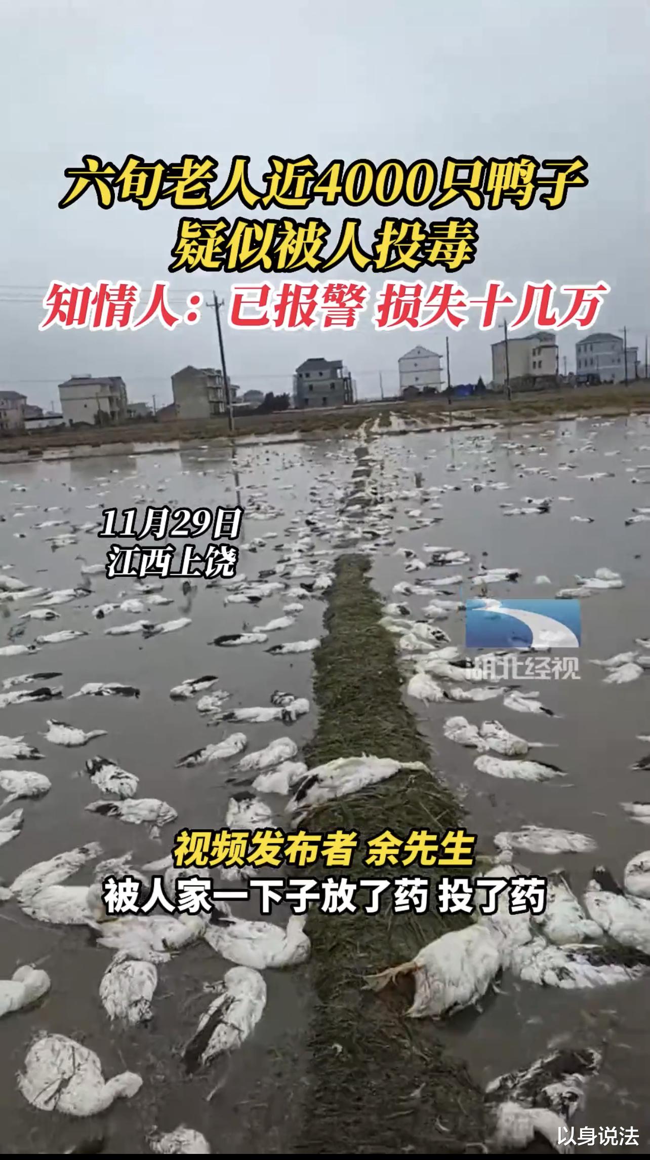 江西上饶,老人饲养的4000多只鸭子被毒死,损失十几万元
