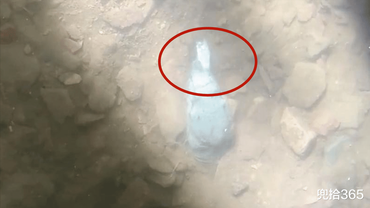|男子夜钓遇到罕见一幕,水中露出一神秘生物的头,看清后惊吓变惊喜