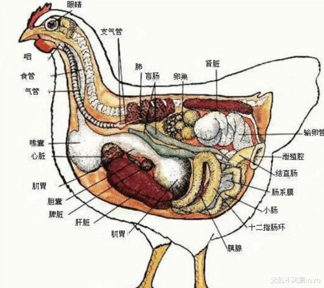 为什么身为五毒之一的蜈蚣,毒不死公鸡?