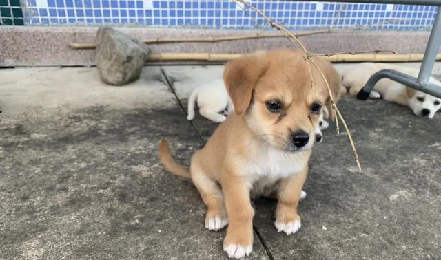 老话说的“鸡不过六、犬不过八”有没有科学依据?
