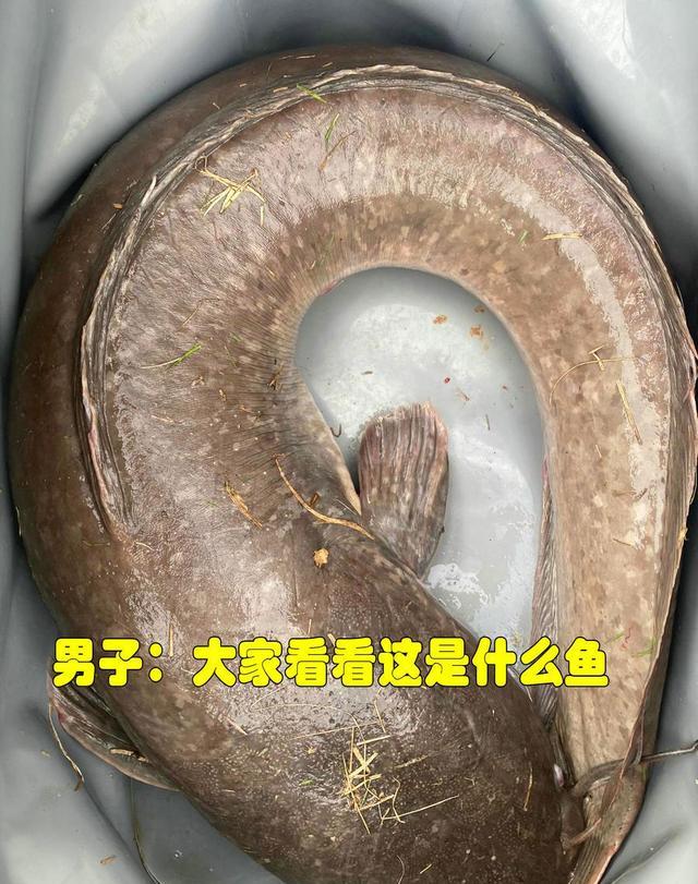 福建南平:外公钓回来许多大鱼,男子却发愁了,这些鱼能吃吗?