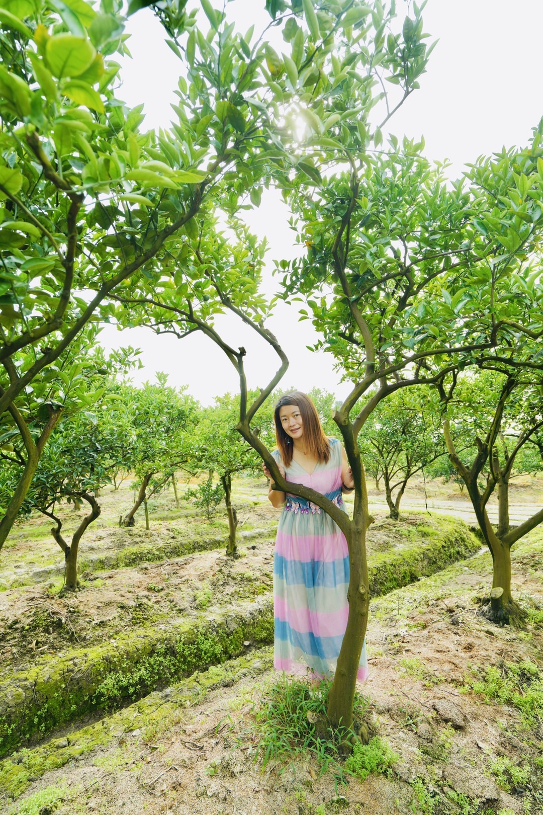 威尼斯|最爱“浙南威尼斯”三垟湿地的瓯柑林、罗马长廊，一段段美丽遇见