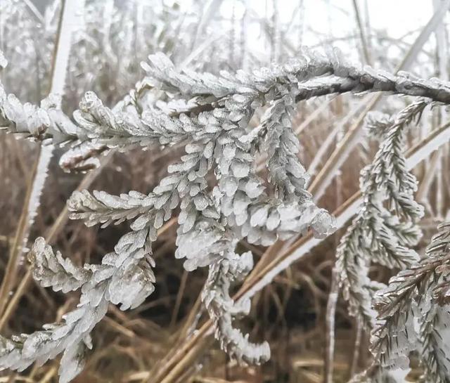 |2022年第一场春雪！衡阳县雾凇雪景重装上线