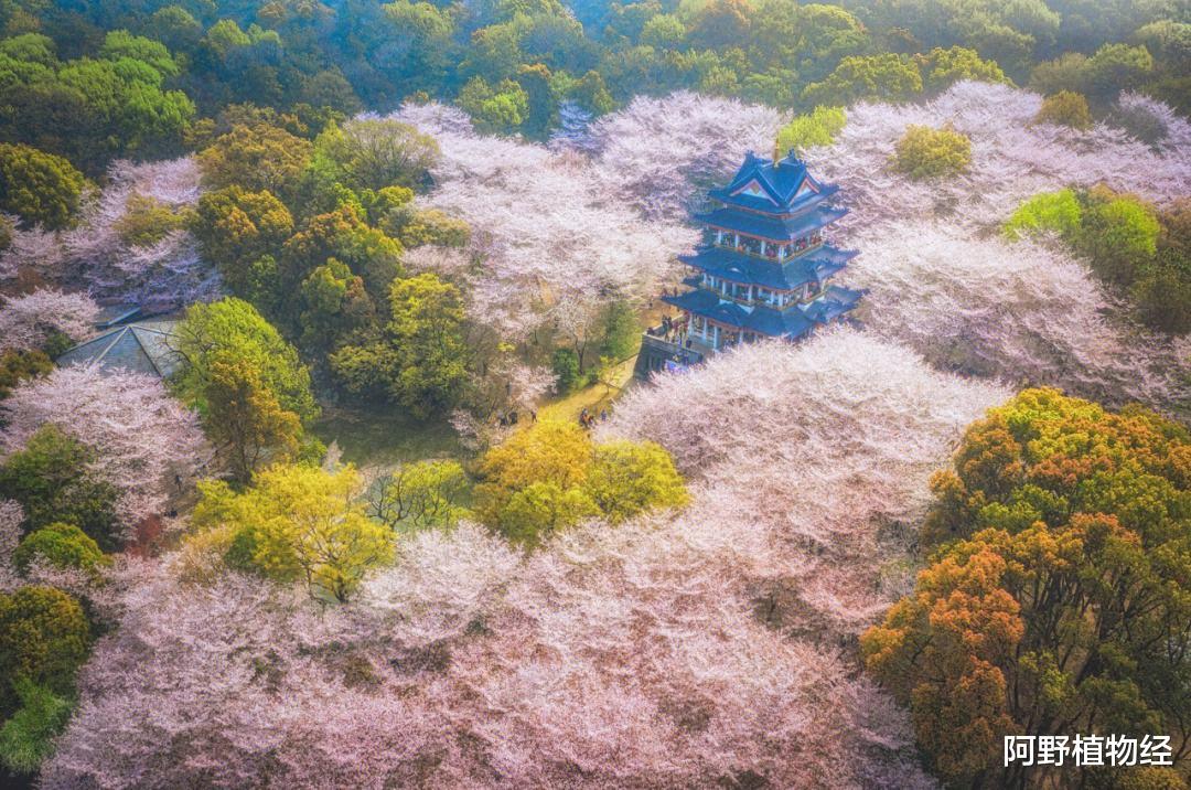 鼋头渚|樱花的“祖宗”在中国，赏花无需去日本，鼋头渚的太湖边风景正美