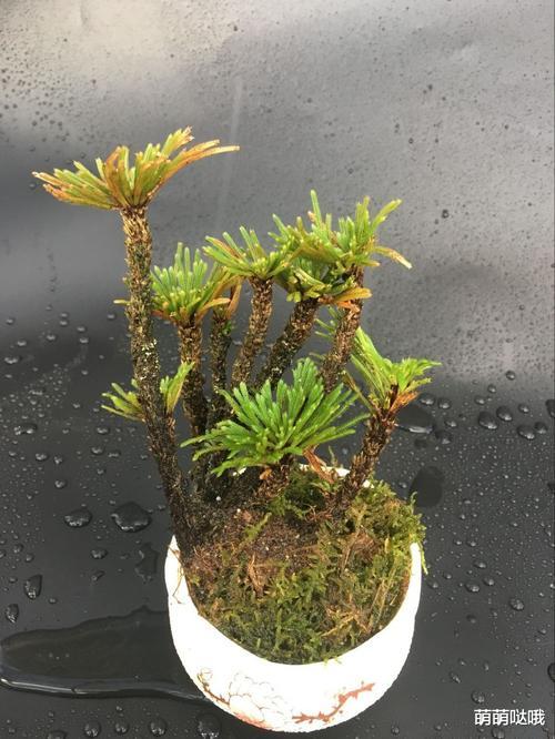 ?这“草”你可别小瞧它，它才不是什么野草，而是大名鼎鼎的“九死还魂草”