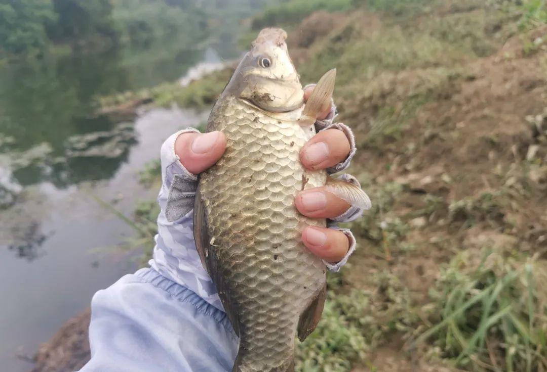 草洞钓鲫鱼的几个重点,满足这些才能逮到大板鲫,牢记!