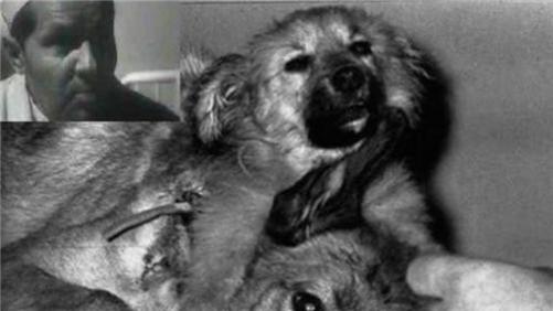 苏联曾制造20只双头狗，迫使两个狗头撕咬了29天，实验结果出乎意料