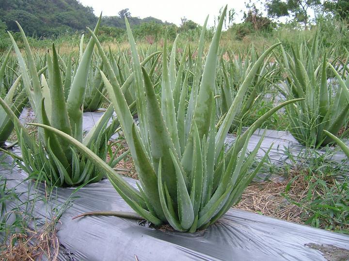 过午不食真的可以减肥吗
