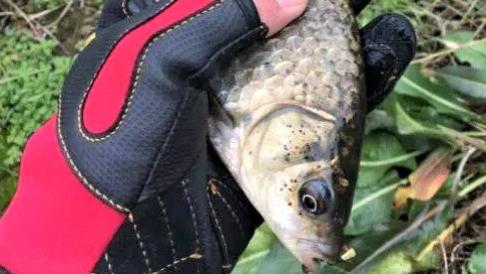 饵料|为什么大鲫鱼更难钓？出现这几种现象，说明大鱼已经进窝了