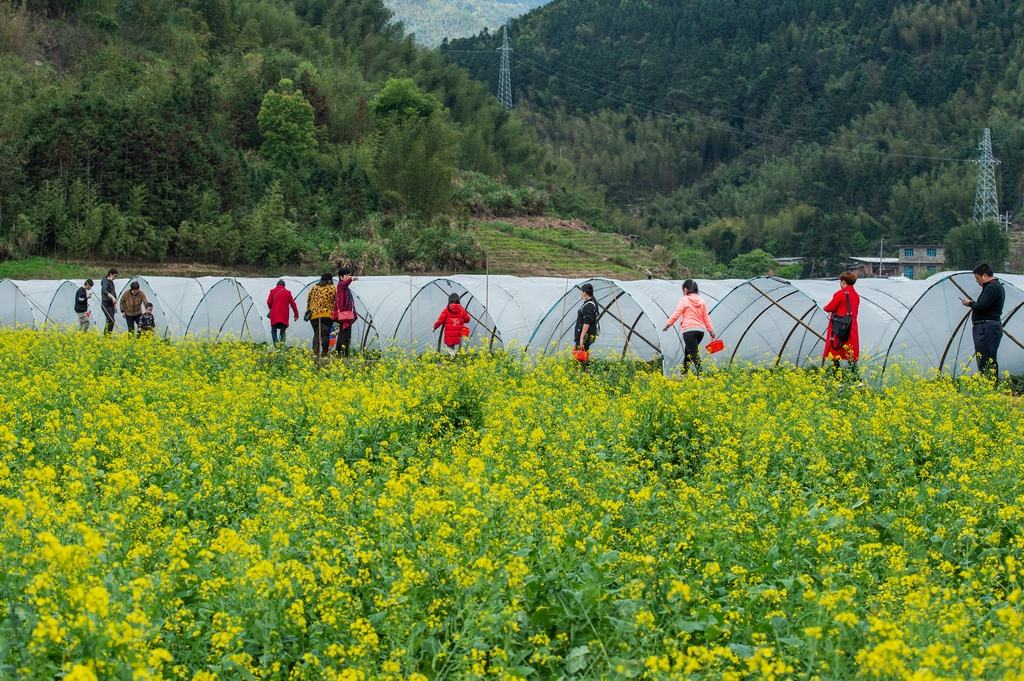 深圳市|农业旅游带来的各种利弊分析