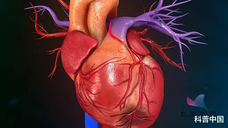 玫瑰花茶|29岁男子突发心肌梗死!年底压力大,出现这些症状尽快就医!