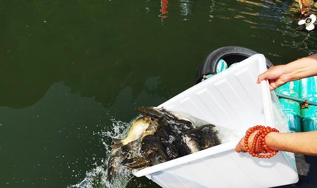 饵料|为什么有些鱼被钓上来再放回水里,它也活不长?