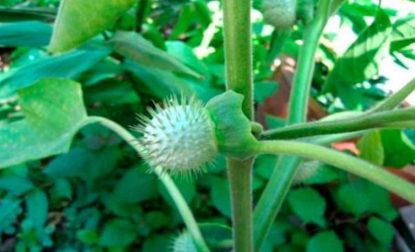 曼陀罗花其实并不神秘, 就是农村路边常见的野花…