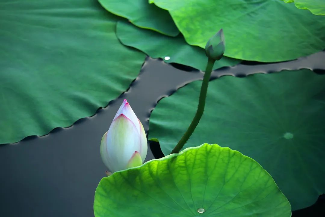旅行|雅韵网---拍摄不同形态的荷花摄影