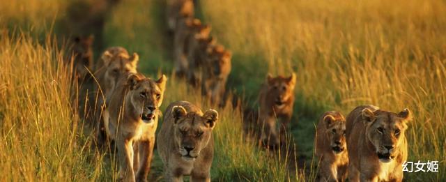 动物交配六亲不认？被迫流浪的雄狮，长大后会认识自己的母亲吗？