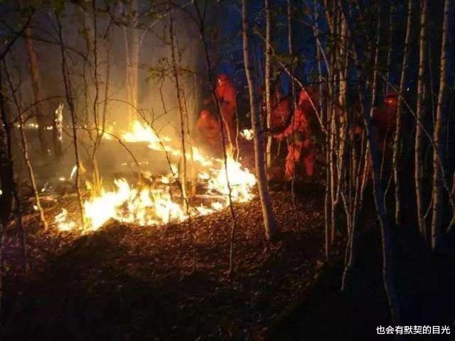 男子用火烧树丛中提取“黄金”，1棵树一万，7年后赚了1个亿