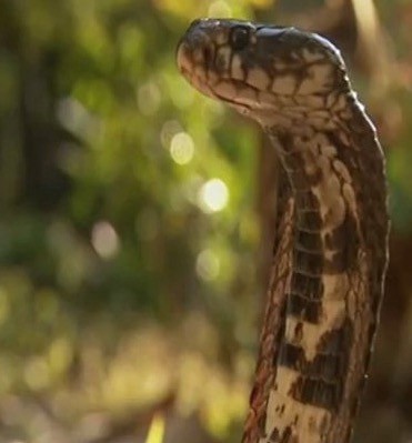 东江湖|马来西亚,蛇类的圣地,无数蛇族齐聚