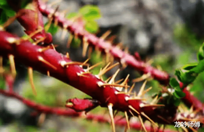 龙吟师傅浅谈哪些东西不能往婚房里放
