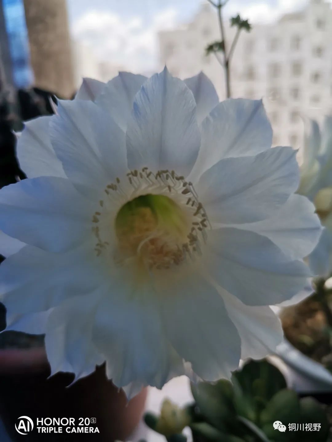 青岛市|阳台上的仙人球开花啦