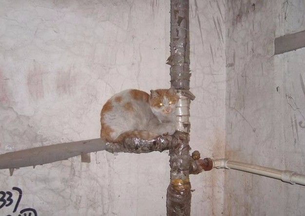 “在冬天，10只流浪猫会有6只死掉！”