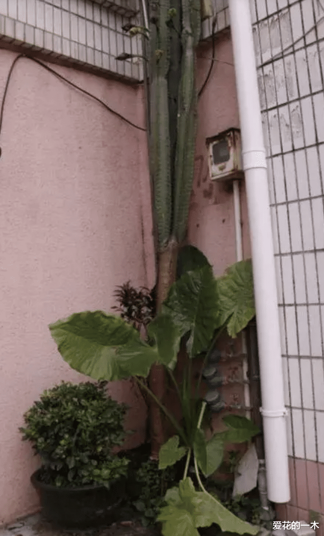 一男子19年前,在小区楼下种下量天尺小苗,如今爬到6层楼高!