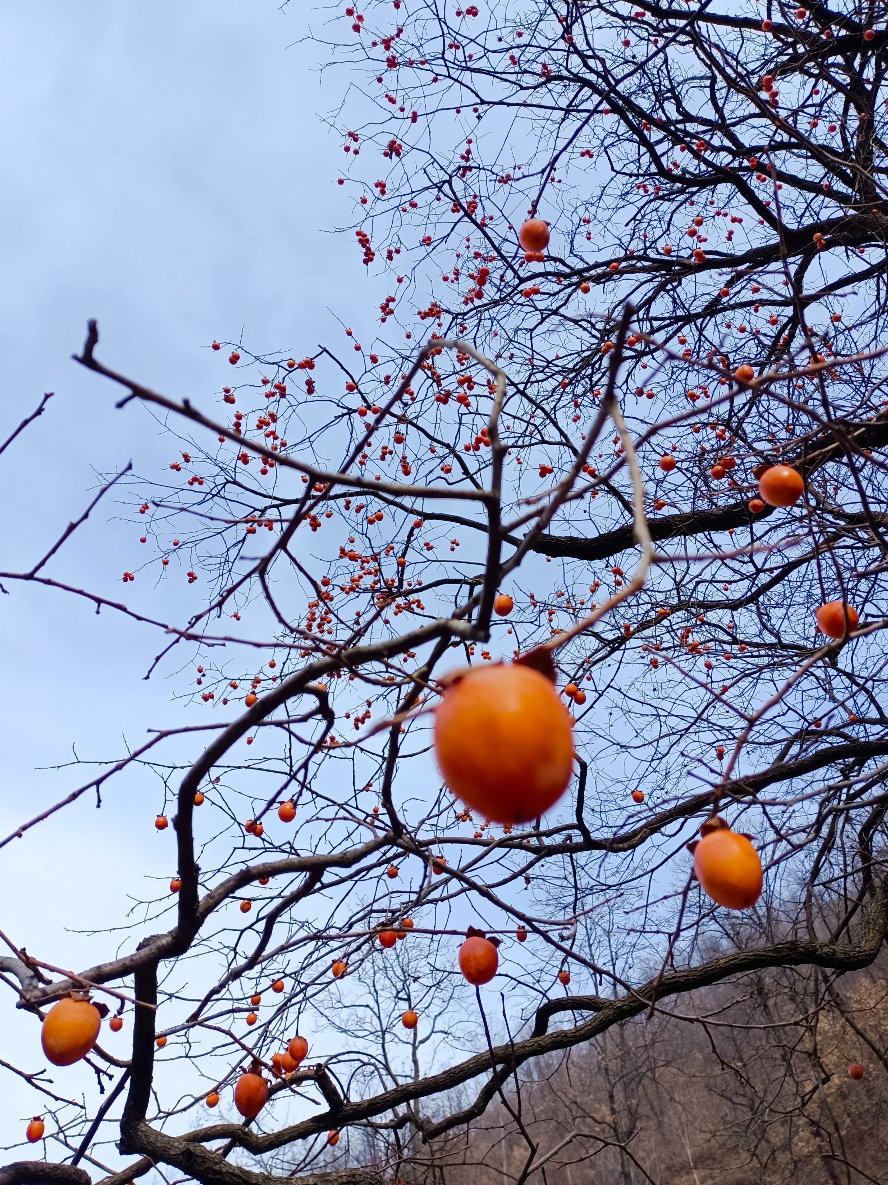 钱塘江|洛阳秋游好去处,藏在栾川的竹林胜景,红叶绿竹瀑布全都有