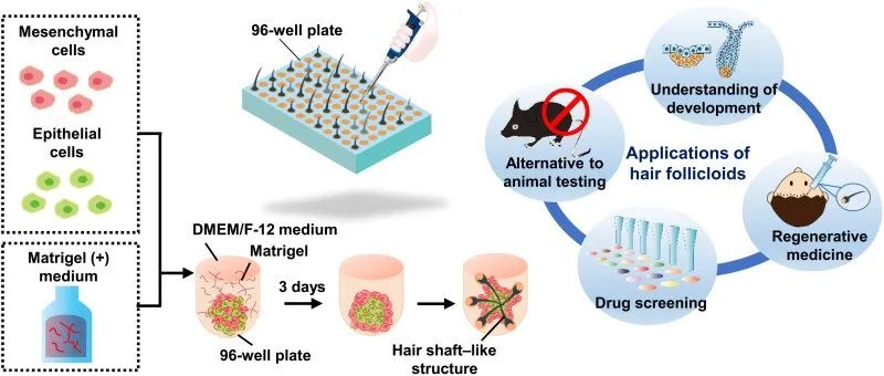 拯救脱发新思路!《Science》子刊:毛干生成率近100%