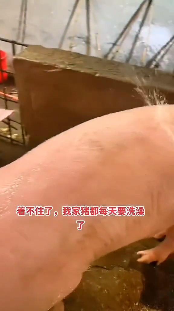 女子为提高家里收入,选择畜养两头母猪,结果每天累得苦不堪言